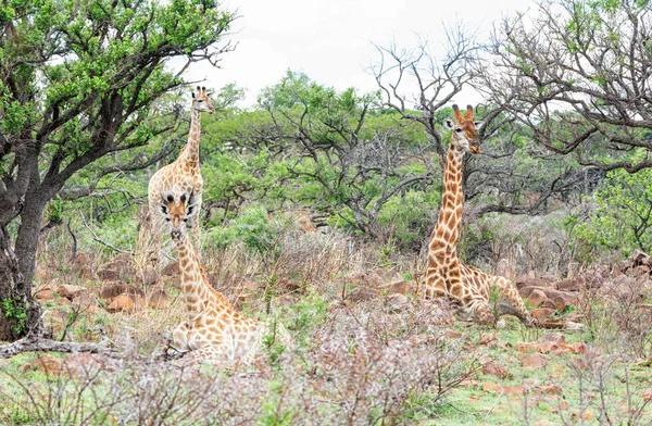 Giraffe Family Southern African Savanna — Stock Photo, Image