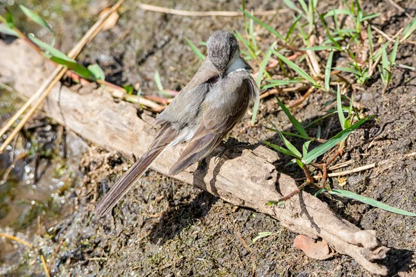 Cabo Wagtail Juvenil Savana África Austral — Fotografia de Stock