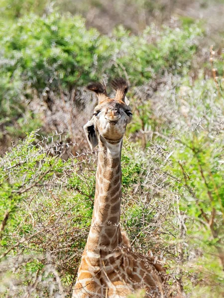 Une Girafe Juvénile Savane Afrique Australe — Photo