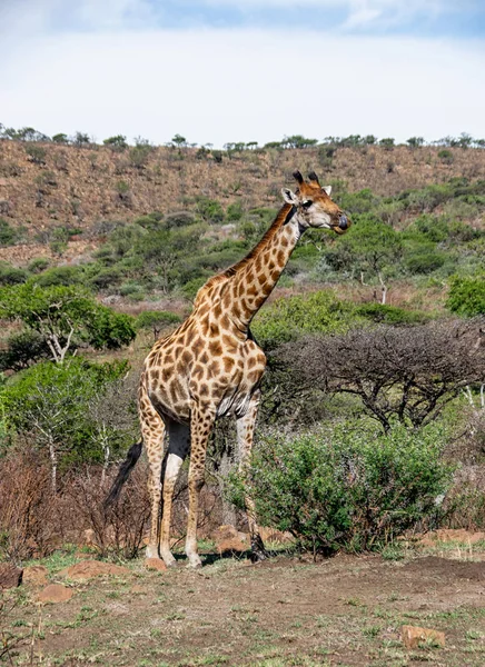 Une Girafe Masculine Dans Savane Afrique Australe — Photo