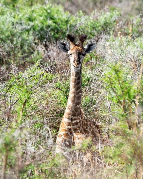 Juvenile Giraffe Southern African Savanna — Stock Photo, Image