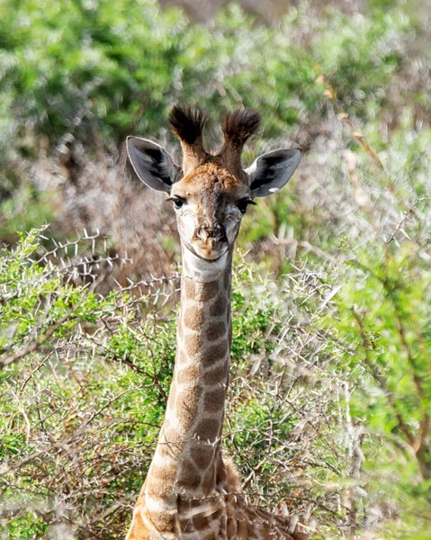 Juvenilní Žirafa Jižní Africké Savany — Stock fotografie