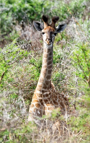 Eine Jugendliche Giraffe Der Südafrikanischen Savanne — Stockfoto