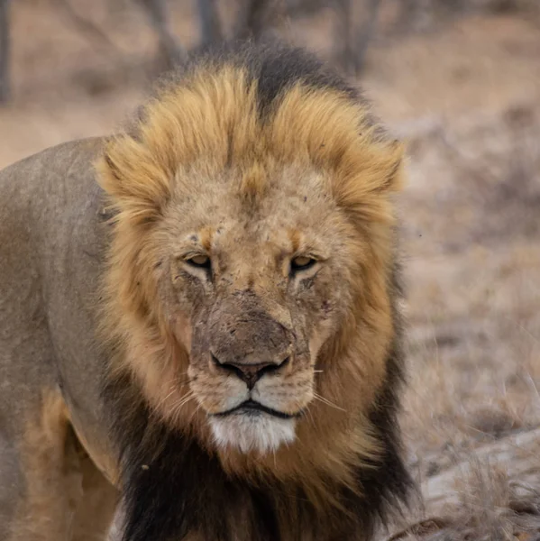 南部非洲大草原上的一只雄性狮子 — 图库照片