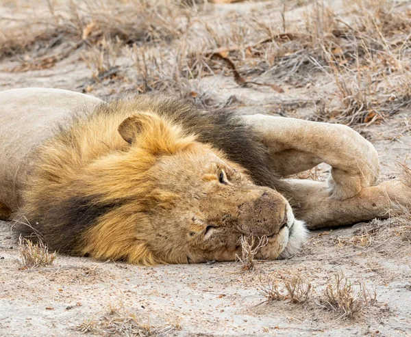 Leão Macho Com Uma Soneca Savana África Austral — Fotografia de Stock