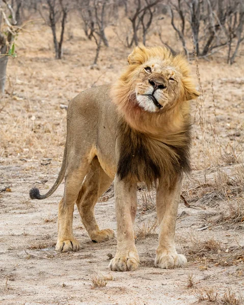 Een Mannelijke Leeuw Zuid Afrikaanse Savanne — Stockfoto