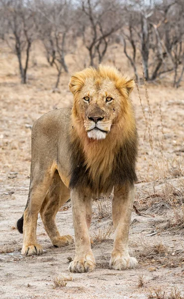 Een Mannelijke Leeuw Zuid Afrikaanse Savanne — Stockfoto