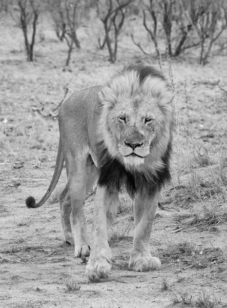 Ένα Αρσενικό Λιοντάρι Στην Νότια Αφρικανική Σαβάνα — Φωτογραφία Αρχείου