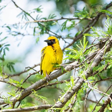 Bir Güney Güney Afrika savana bir ağaca tünemiş Weaver maskeli