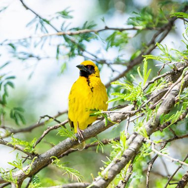 Bir Güney Güney Afrika savana bir ağaca tünemiş Weaver maskeli