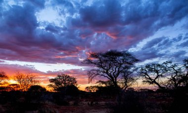 Güney Afrika savana dramatik bir gün batımı