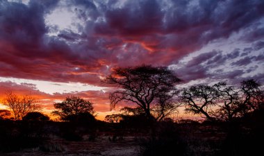 Güney Afrika savana dramatik bir gün batımı