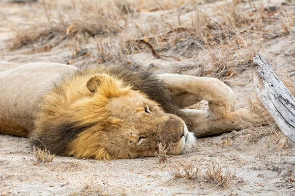 Een Mannelijke Leeuw Met Een Snooze Zuidelijke Afrikaanse Savanne — Stockfoto