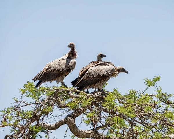 Buitres Respaldados Por Blancos Posados Árbol Sabana Del Sur África — Foto de Stock