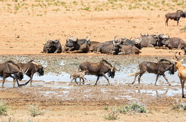 动物聚集在南部非洲大草原一个繁忙的水坑里 — 图库照片
