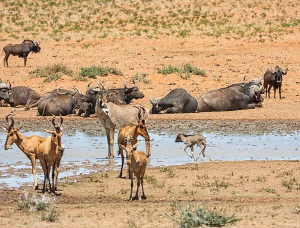 Animales Reunidos Abrevadero Ocupado Sabana Del Sur África — Foto de Stock