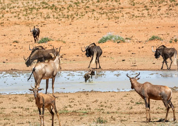 Tiere Versammeln Sich Einem Belebten Wasserloch Der Südafrikanischen Savanne — Stockfoto