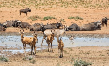 Güney Afrika savana meşgul bir sulama delik adlı toplama hayvanlar