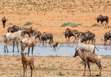 Güney Afrika savana meşgul bir sulama delik adlı toplama hayvanlar