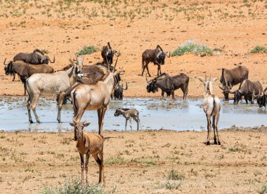Güney Afrika savana meşgul bir sulama delik adlı toplama hayvanlar