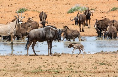 Güney Afrika savana meşgul bir sulama delik adlı toplama hayvanlar