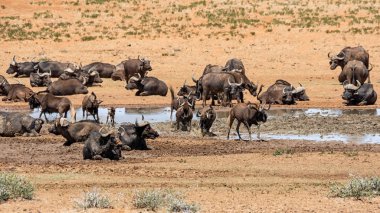 Güney Afrika savana meşgul bir sulama delik adlı toplama hayvanlar