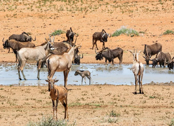 Dieren Verzamelen Een Drukke Gieter Gat Zuidelijke Afrikaanse Savanne — Stockfoto