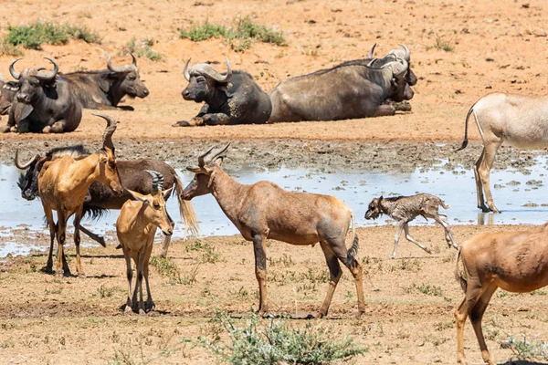 Animales Reunidos Abrevadero Ocupado Sabana Del Sur África — Foto de Stock