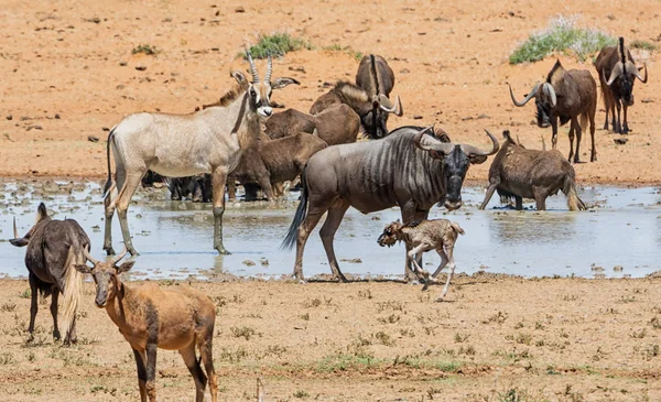 Animales Reunidos Abrevadero Ocupado Sabana Del Sur África — Foto de Stock