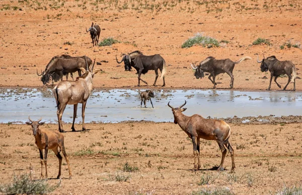 Animales Reunidos Abrevadero Ocupado Sabana Del Sur África — Foto de Stock