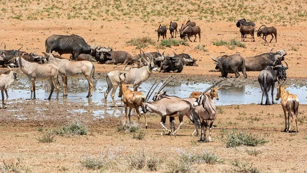Animales Reunidos Abrevadero Ocupado Sabana Del Sur África — Foto de Stock