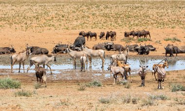 Güney Afrika savana meşgul bir sulama delik adlı toplama hayvanlar