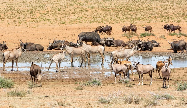 Animales Reunidos Abrevadero Ocupado Sabana Del Sur África — Foto de Stock