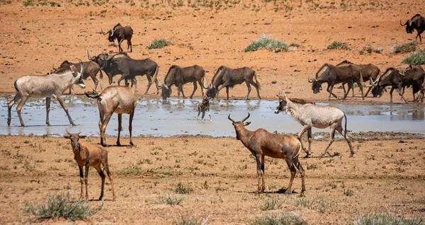 动物聚集在南部非洲大草原一个繁忙的水坑里 — 图库照片