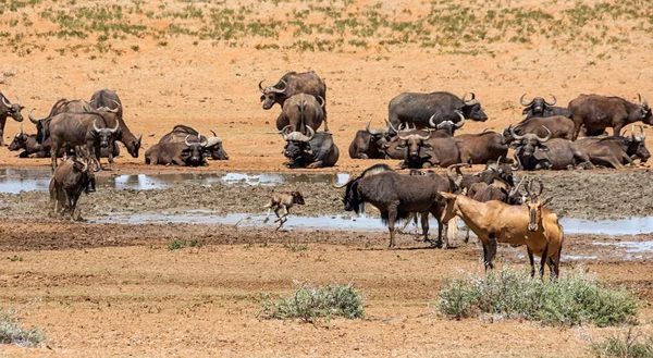 Zvířata Shromáždění Rušné Napajedla Jižní Africké Savany — Stock fotografie