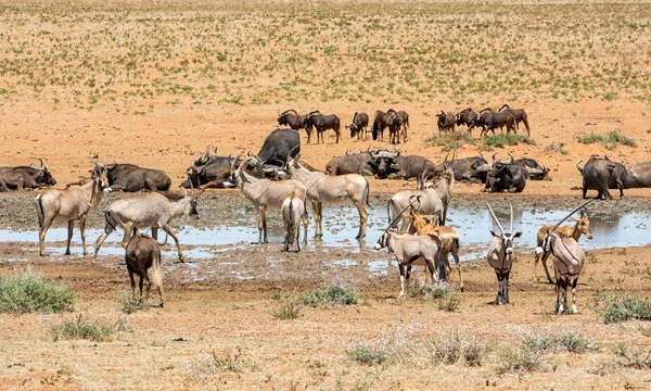 Zvířata Shromáždění Rušné Napajedla Jižní Africké Savany — Stock fotografie