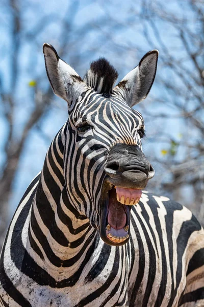 Sanki Gülüyordu Benzeyen Bir Zebra Bir Closeup — Stok fotoğraf