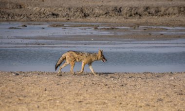 Namibya savana bir nehirde yanında kara sırtlı çakal
