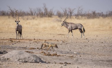 Namibya savana bir kara sırtlı çakal