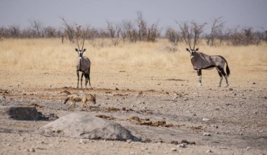 Namibya savana bir kara sırtlı çakal