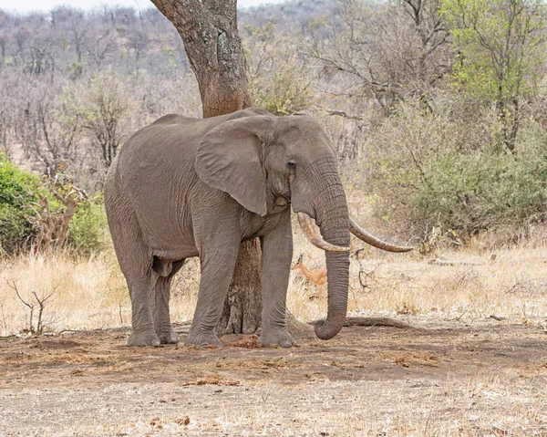 An African Elephant bull in Southern African savanna