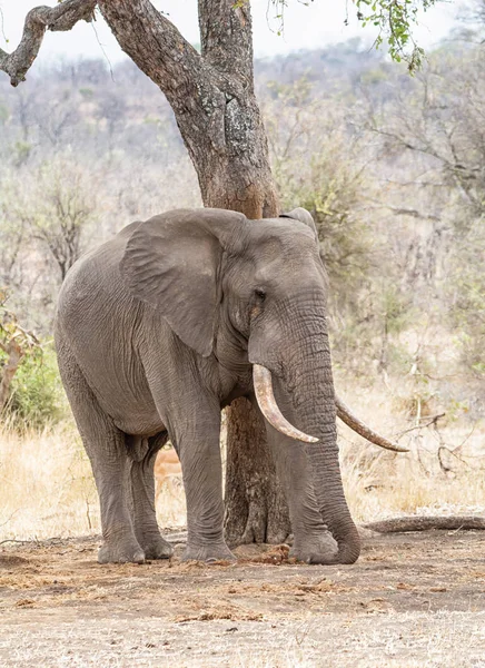 An African Elephant bull in Southern African savanna