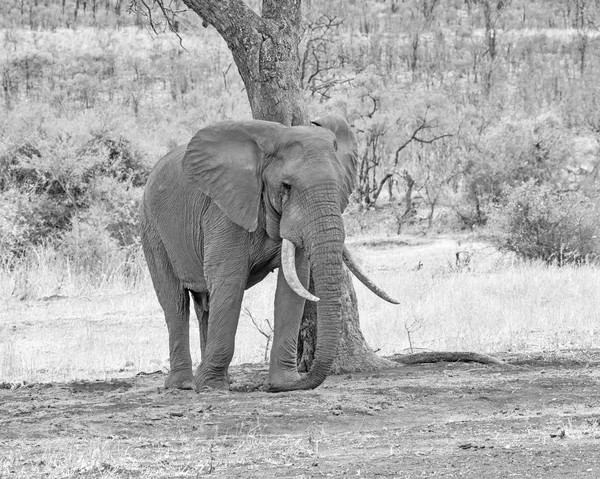 An African Elephant bull in Southern African savanna