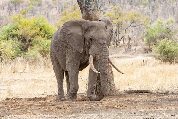 An African Elephant bull in Southern African savanna