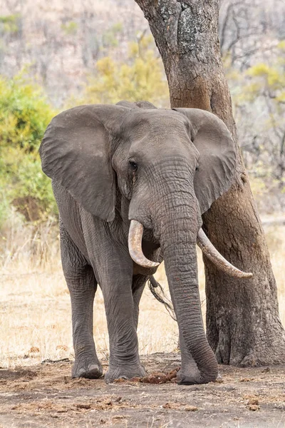 Ein Afrikanischer Elefantenbulle Der Südafrikanischen Savanne — Stockfoto