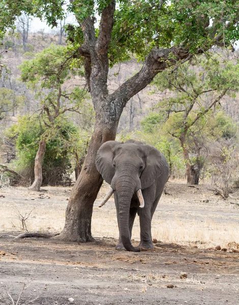 Touro Elefante Africano Savana África Austral — Fotografia de Stock