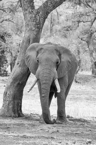 An African Elephant bull in Southern African savanna