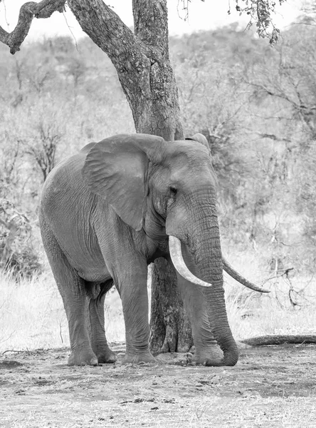 An African Elephant bull in Southern African savanna