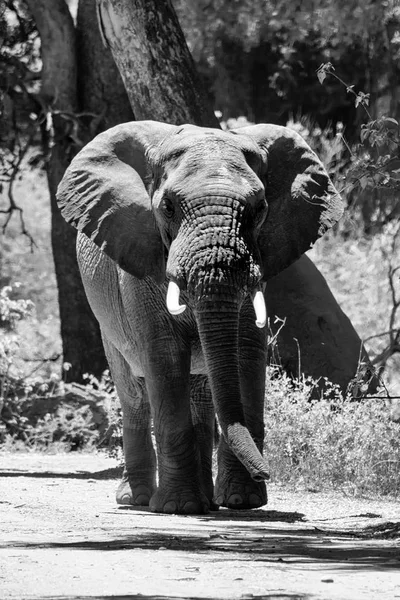 南部アフリカのサバンナでアフリカ象雄牛 — ストック写真