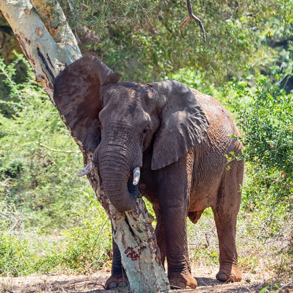 Slon Africký Slon Jižní Africké Savany — Stock fotografie